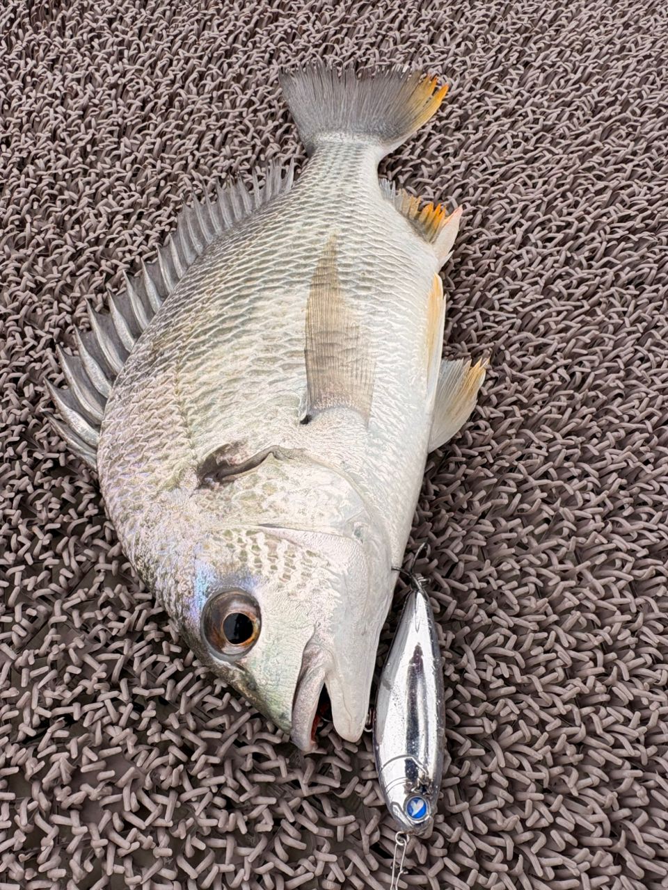 SHIMANO 19ヴァンキッシュ C3000XGの最安値・インプレ・釣果 | 本音の