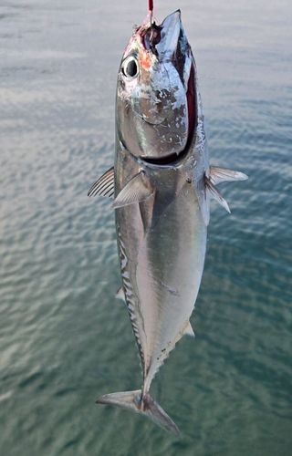 メジカの釣果
