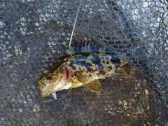 タケノコメバルの釣果