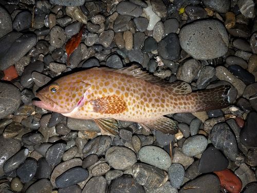 オオモンハタの釣果