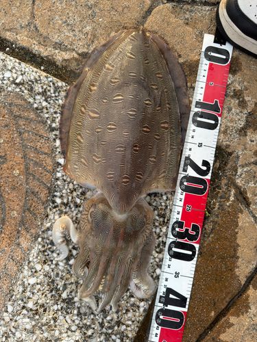 モンゴウイカの釣果