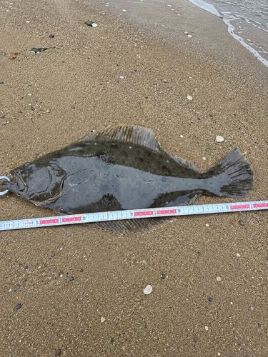 ヒラメの釣果