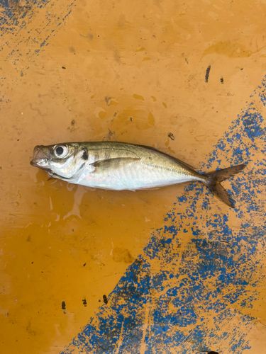 マアジの釣果