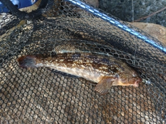 アイナメの釣果