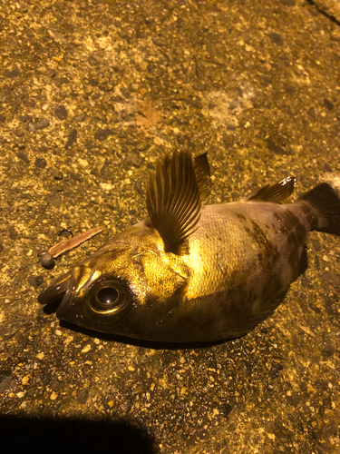 メバルの釣果