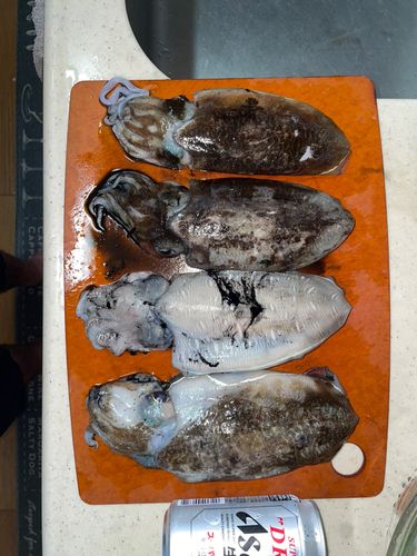 コウイカの釣果