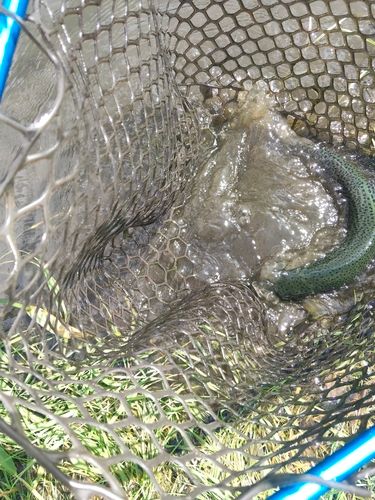 ニジマスの釣果