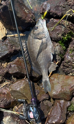 チヌの釣果