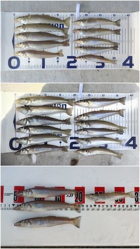 シロギスの釣果