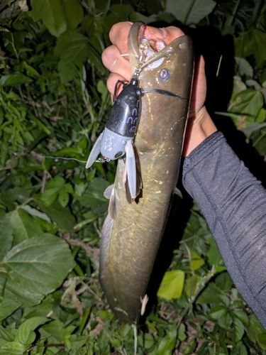 ナマズの釣果