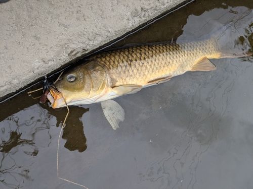 コイの釣果