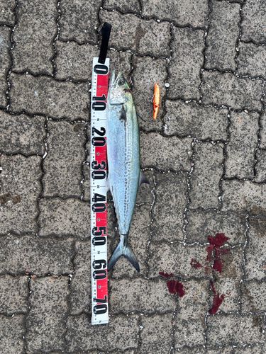 サワラの釣果