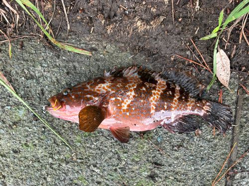キジハタの釣果