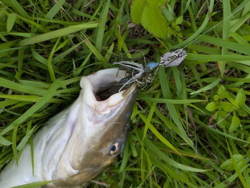 ニゴイの釣果