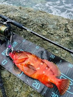 アカハタの釣果