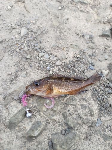 ガヤの釣果