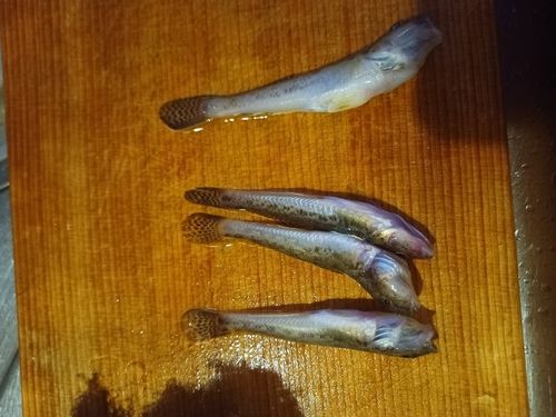 ガヤの釣果