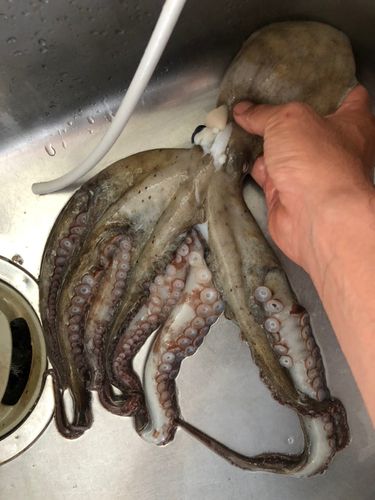 マダコの釣果