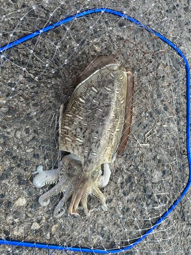 モンゴウイカの釣果