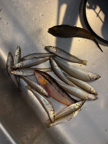 キスの釣果