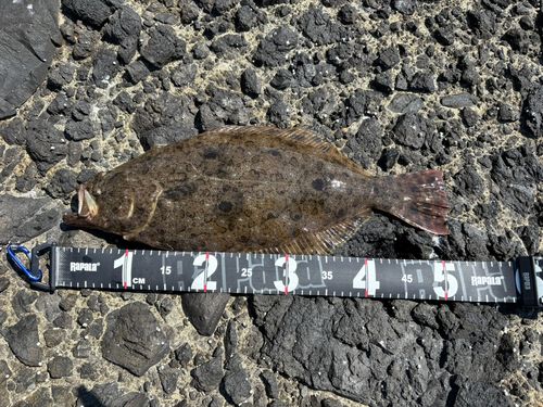ヒラメの釣果