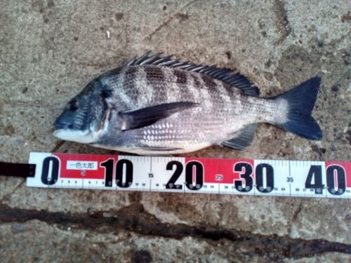 クロダイの釣果