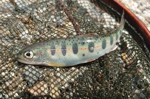 アマゴの釣果
