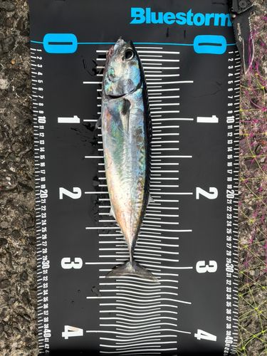 ソウダガツオの釣果