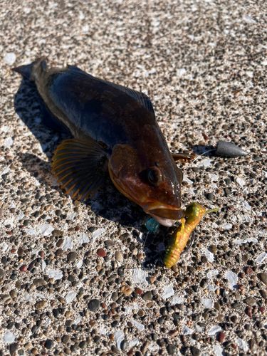 アイナメの釣果