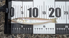 シロギスの釣果