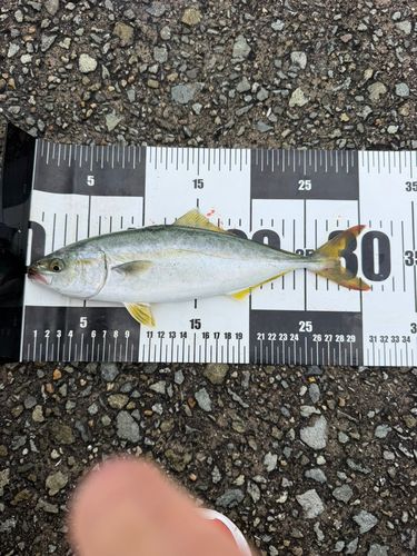 ツバスの釣果