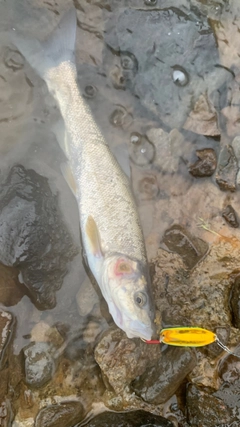 ウグイの釣果