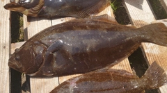 ヒラメの釣果