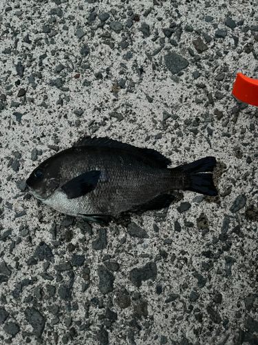 メジナの釣果