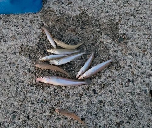 キスの釣果