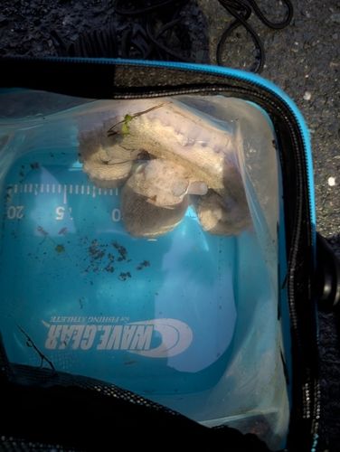 タコの釣果