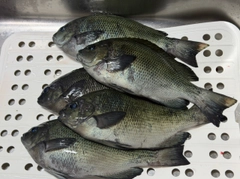メジナの釣果