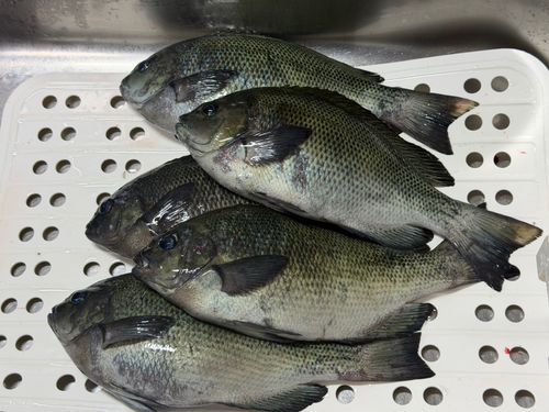 メジナの釣果