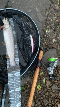 アメマスの釣果
