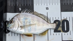 ヘダイの釣果