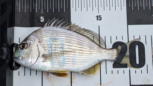 ヘダイの釣果