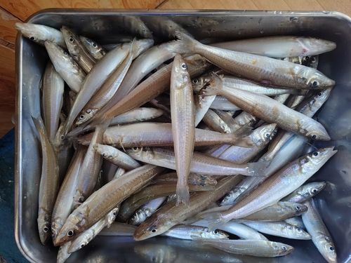 キスの釣果