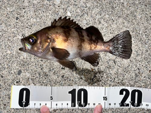 メバルの釣果