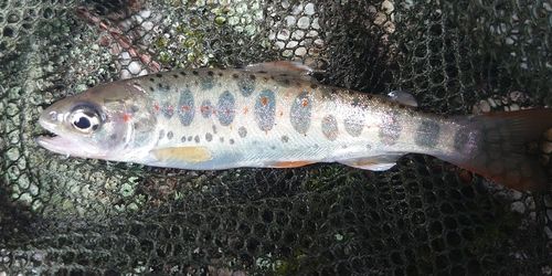 アマゴの釣果