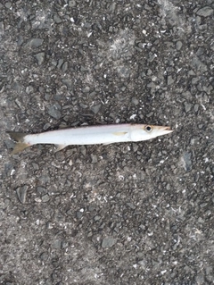 カマスの釣果