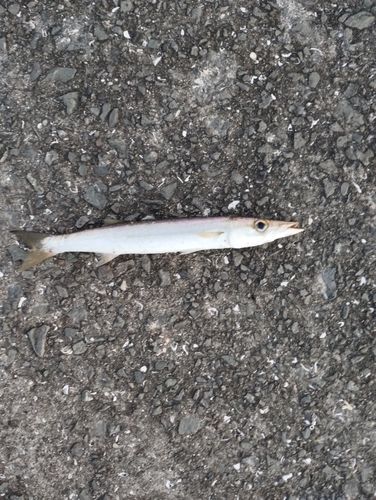 カマスの釣果