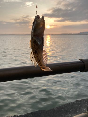 マハゼの釣果