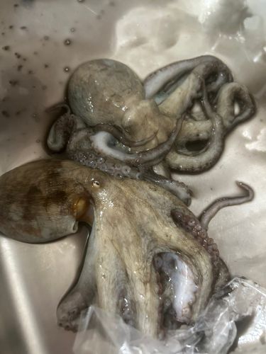 タコの釣果