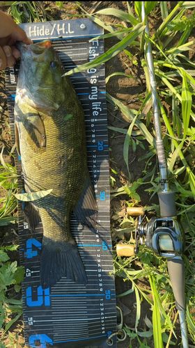 スモールマウスバスの釣果