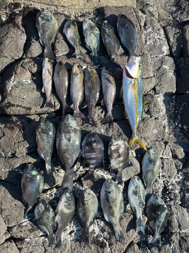 ヒラマサの釣果